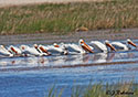 Pelecanus erythrorhynchos